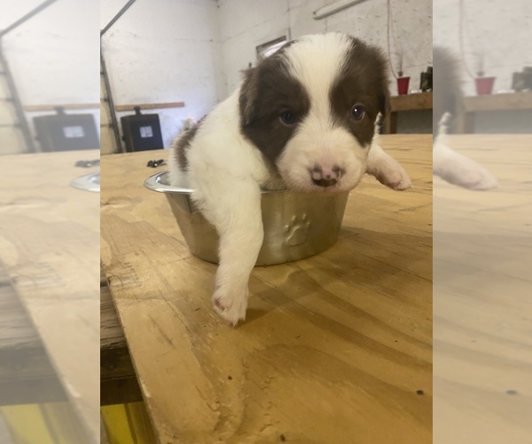Medium Photo #1 Border Collie Puppy For Sale in SAINT JAMES, MO, USA