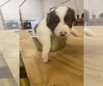 Small Photo #1 Border Collie Puppy For Sale in SAINT JAMES, MO, USA