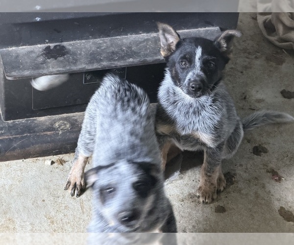Medium Photo #4 Australian Cattle Dog Puppy For Sale in LONE ROCK, WI, USA