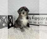 Small #1 Bernedoodle (Miniature)