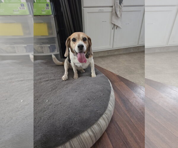 Medium Photo #6 Beagle Puppy For Sale in Las Vegas, NV, USA
