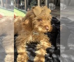 Small Photo #10 Goldendoodle mix (+ Poodle Miniature) Puppy For Sale in MENIFEE, CA, USA