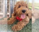 Small #5 Goldendoodle-Poodle (Toy) Mix