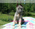 Small #3 German Shepherd Dog