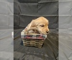 Puppy Light Green LiL Golden Retriever