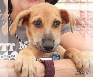 Dachshund-Unknown Mix Dogs for adoption in Washington, DC, USA