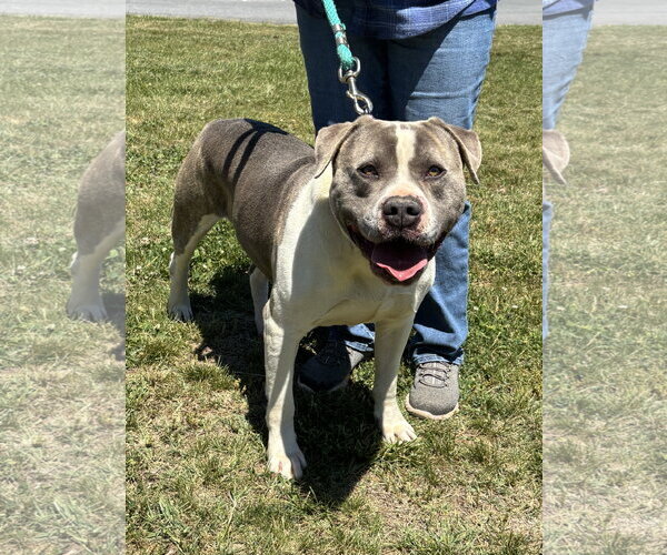 Medium Photo #6 Mutt Puppy For Sale in Rustburg, VA, USA
