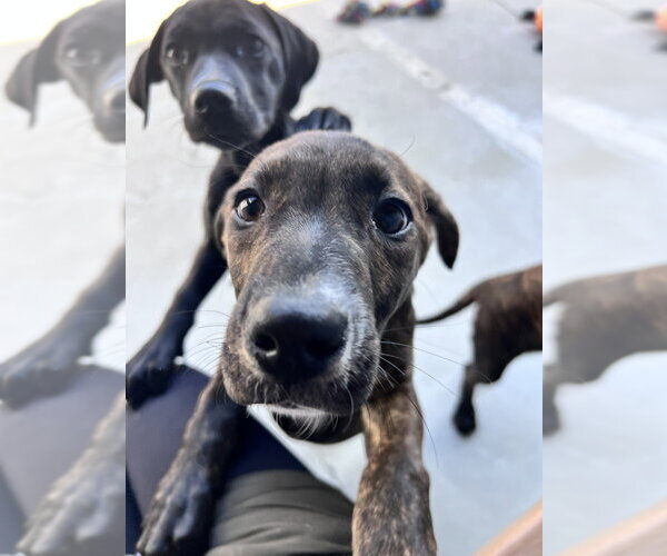 Medium Photo #3 Mutt Puppy For Sale in Elmsford, NY, USA