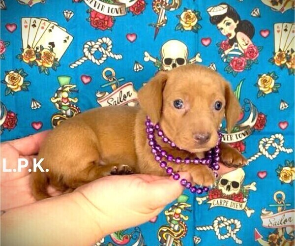 Medium Photo #2 Dachshund Puppy For Sale in WINNSBORO, LA, USA