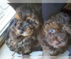 Cavapoo-Maltipoo Mix Puppy for sale in CONYERS, GA, USA
