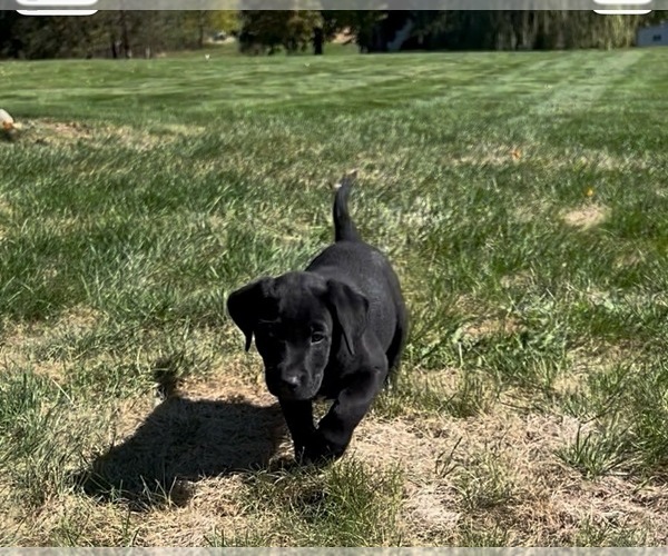 Medium Photo #5 Labrador Retriever Puppy For Sale in FREDERICKSBG, OH, USA