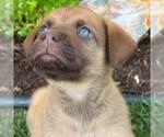 Small #1 Labrador Retriever Mix