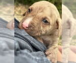 Small #1 American Bandogge mastiff