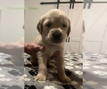 Small Photo #10 Golden Retriever Puppy For Sale in BUCHANAN, TN, USA
