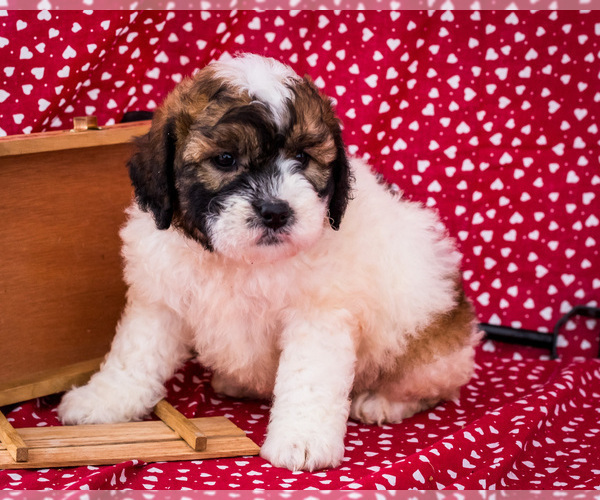 Medium Photo #11 Saint Berdoodle Puppy For Sale in WAKARUSA, IN, USA