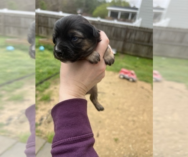 Medium Photo #20 Aussiedoodle Miniature  Puppy For Sale in CLOVER, SC, USA