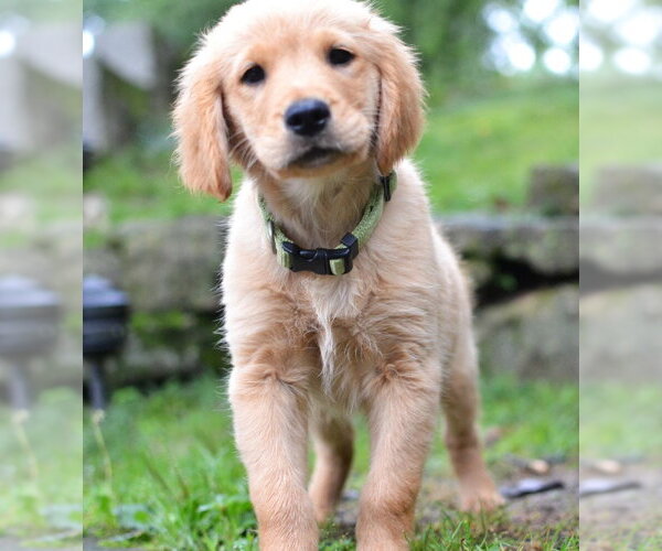Medium Photo #1 Golden Retriever Puppy For Sale in Enfield, CT, USA