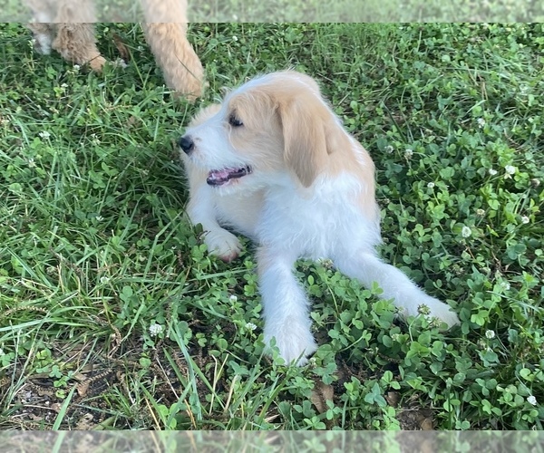 Medium Photo #16 Labradoodle Puppy For Sale in CANON, GA, USA
