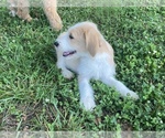 Small Photo #16 Labradoodle Puppy For Sale in CANON, GA, USA