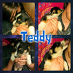 Small Photo #26 Border Collie-Pembroke Welsh Corgi Mix Puppy For Sale in ORCHARD, CO, USA