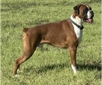 Small Photo #1 Boxer Puppy For Sale in PAWNEE CITY, NE, USA