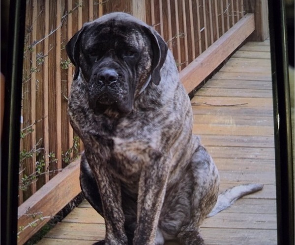 Medium Photo #1 Mastiff Puppy For Sale in WALNUT COVE, NC, USA