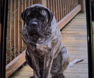 Mastiff Litter for sale in WALNUT COVE, NC, USA
