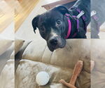 Small #5 American Pit Bull Terrier-Staffordshire Bull Terrier Mix