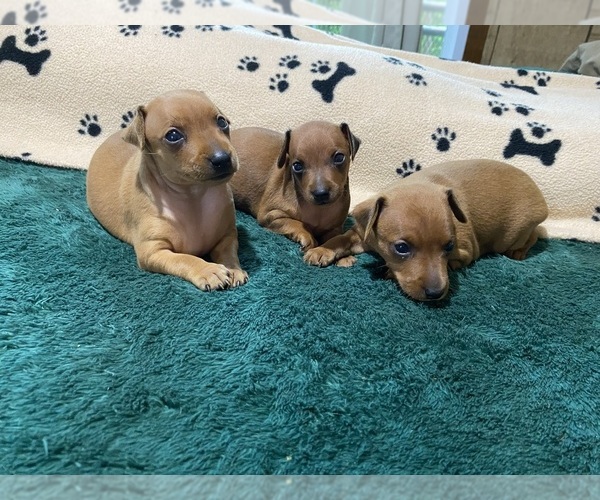 Medium Photo #1 Miniature Pinscher Puppy For Sale in WINSTON SALEM, NC, USA