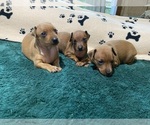 Image preview for Ad Listing. Nickname: Ruby