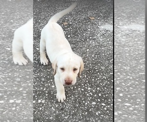 Labrador Retriever Puppy for Sale in DADE CITY, Florida USA