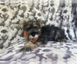 Schnauzer (Miniature) Puppy for Sale in LAKELAND, Florida USA
