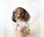 Small #1 Dachshund