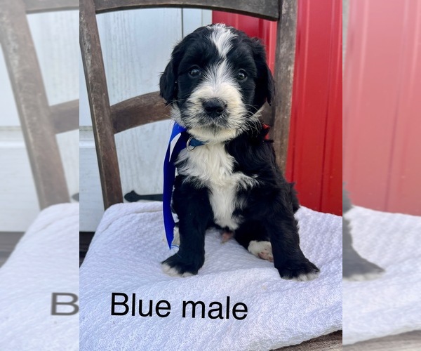 Medium Photo #3 Bernedoodle Puppy For Sale in SPENCER, IN, USA