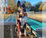 Small #11 American Pit Bull Terrier Mix