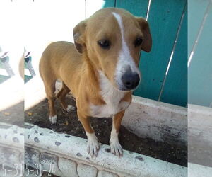 Peter Brady - Male Italian Greyhound-Jack Russell Terrier Mix Dog for Adoption - Photo #3