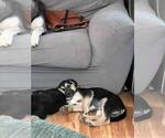Small Photo #16 Beagle-Siberian Husky Mix Puppy For Sale in SPRINGFIELD, OR, USA