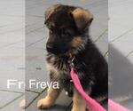 Small Photo #34 German Shepherd Dog Puppy For Sale in ALICE, TX, USA