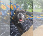 Small #1 Bulldog