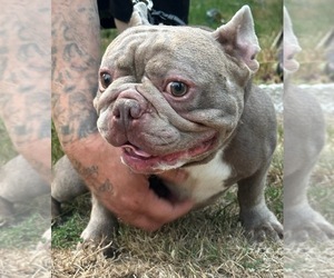 French Bulldog Puppy for sale in SALEM, OR, USA