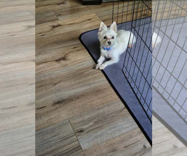 Medium Photo #1 Mutt Puppy For Sale in Greenville, SC, USA