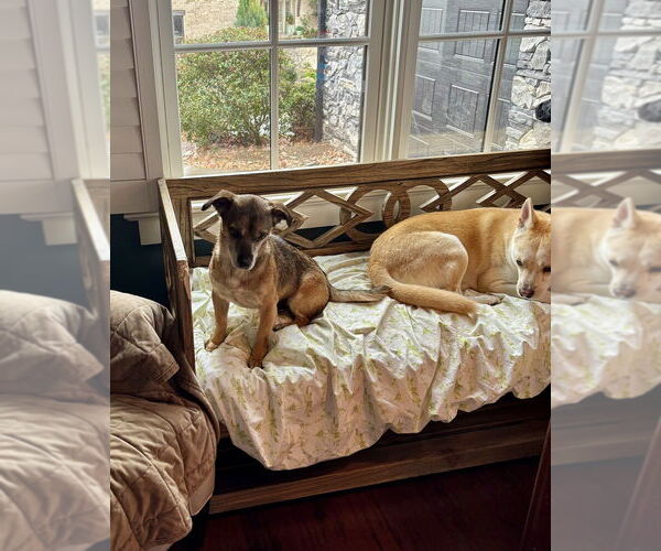 Medium Photo #4 Chiweenie Puppy For Sale in Brewster, NY, USA