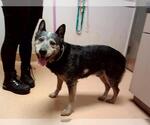 Small Mutt