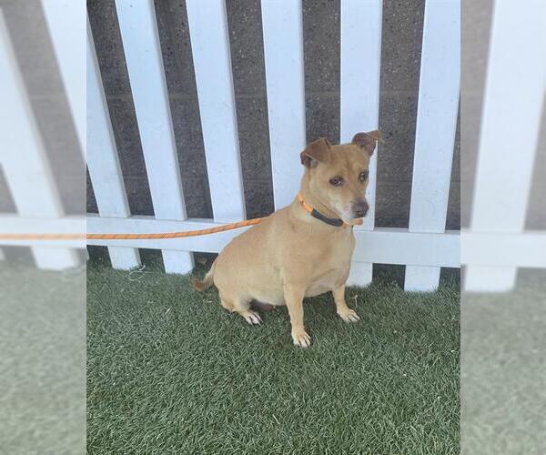 Medium Photo #1 Chihuahua Puppy For Sale in Modesto, CA, USA