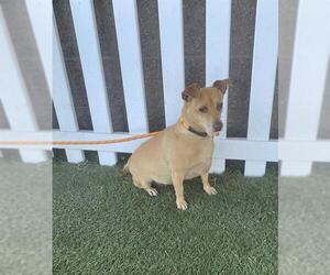 Chihuahua Dogs for adoption in Modesto, CA, USA