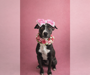 Labrador Retriever-Unknown Mix Dogs for adoption in San Diego, CA, USA