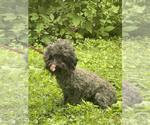 Small #4 Poodle (Miniature)