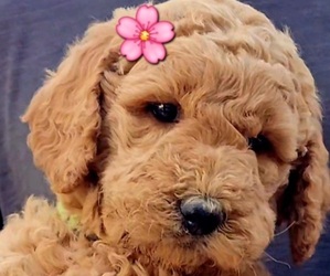 Goldendoodle Puppy for sale in EL PASO, TX, USA