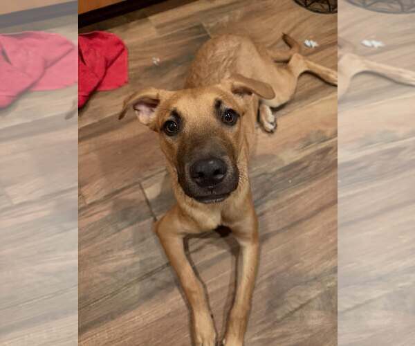 Medium Photo #4 Black Mouth Cur-Unknown Mix Puppy For Sale in Cave Creek, AZ, USA