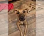 Small #3 Black Mouth Cur Mix